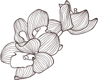 Elegant hand-drawn orchid flower illustration in a minimalist, monochrome style.